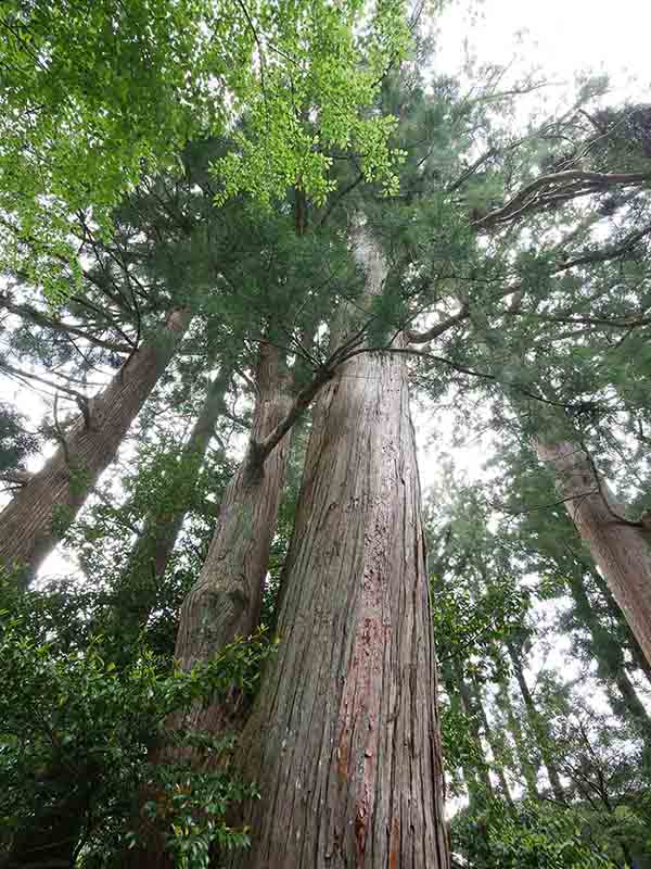 南日裏八坂神社のスギたち