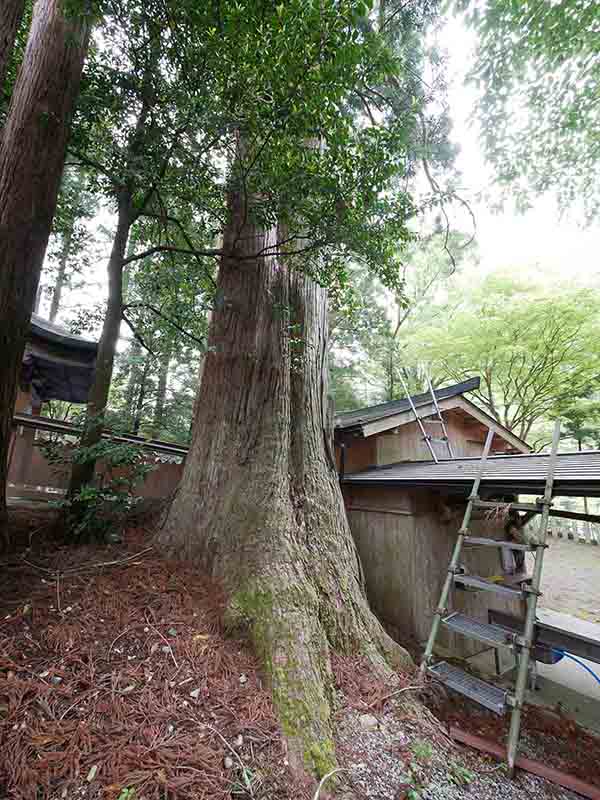 南日裏八坂神社のスギたち