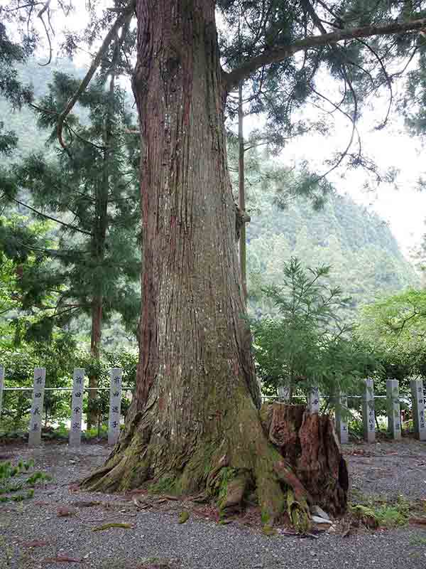 南日裏八坂神社のスギたち