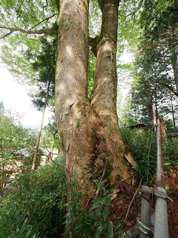 南日裏八坂神社の双胴ケヤキ