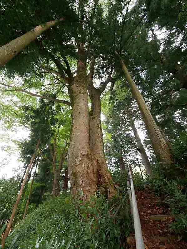 南日裏八坂神社の双胴ケヤキ