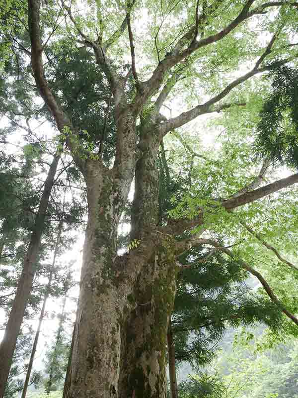 南日裏八坂神社の双胴ケヤキ