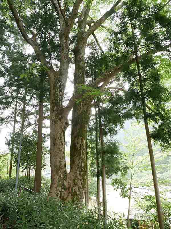 南日裏八坂神社の双胴ケヤキ