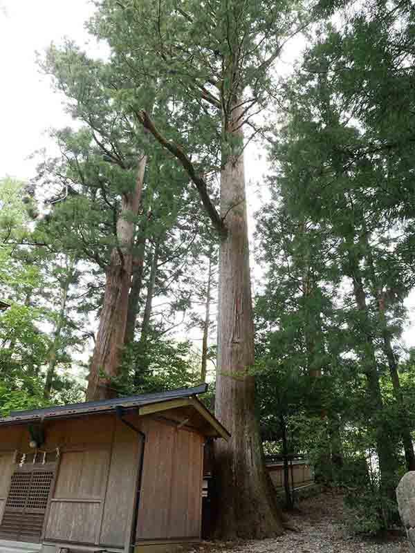 南日裏八坂神社のスギたち