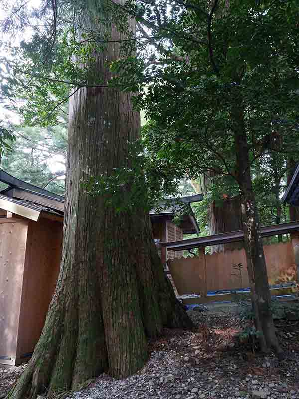 南日裏八坂神社のスギたち