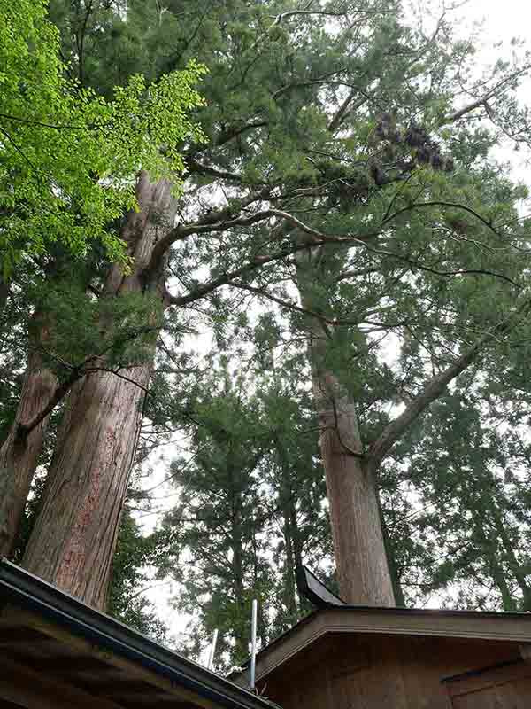 南日裏八坂神社のスギたち