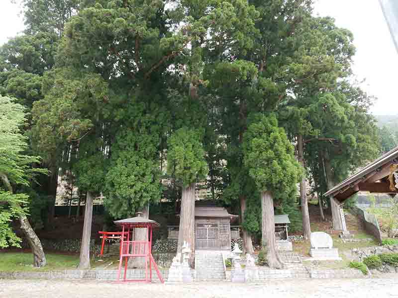 天水分神社の大杉