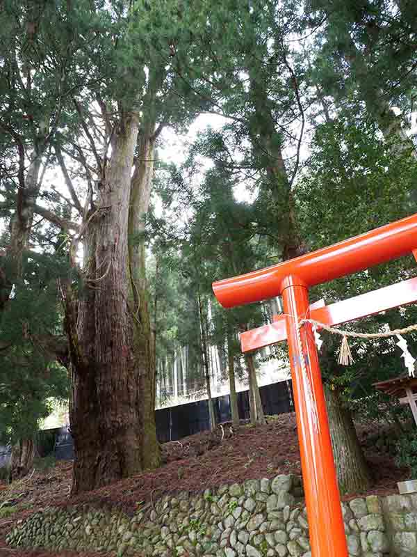 天水分神社の大杉