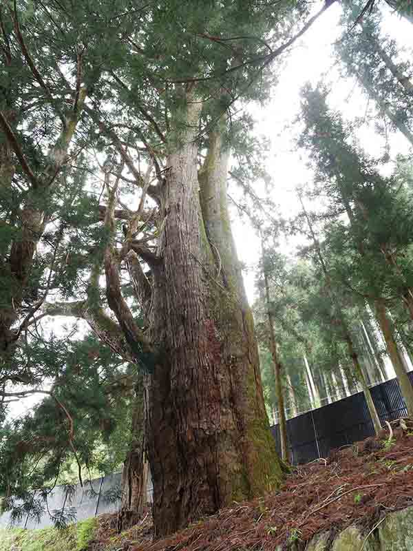 天水分神社の大杉