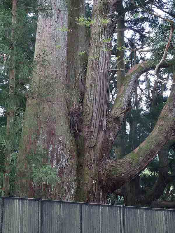 天水分神社の大杉