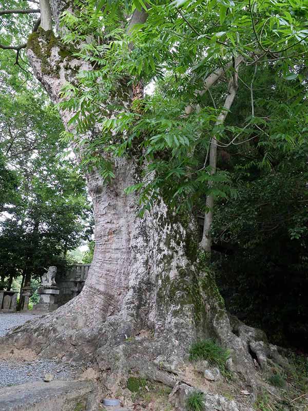 呉津孫神社のムクロジ