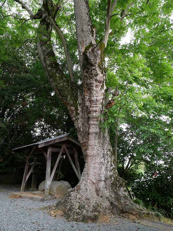 呉津孫神社のムクロジ