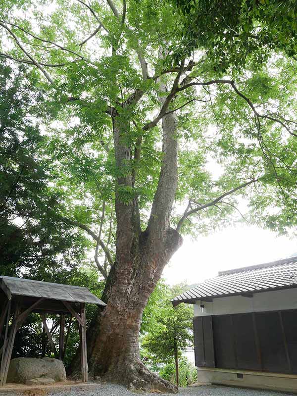 呉津孫神社のムクロジ