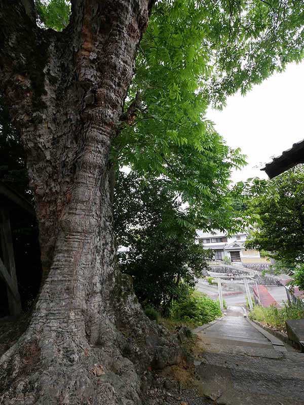 呉津孫神社のムクロジ