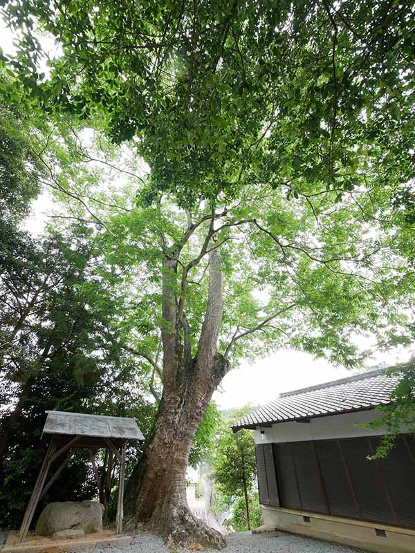 呉津孫神社のムクロジ