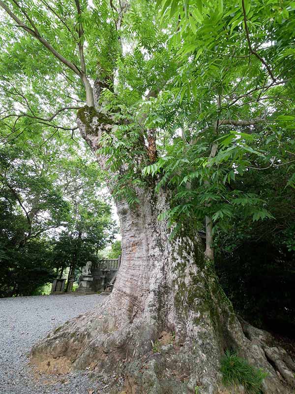 呉津孫神社のムクロジ