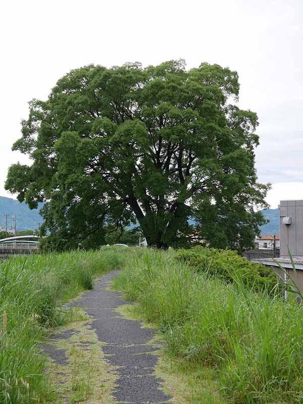 飛鳥川のエノキ