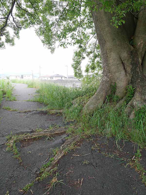 飛鳥川のエノキ