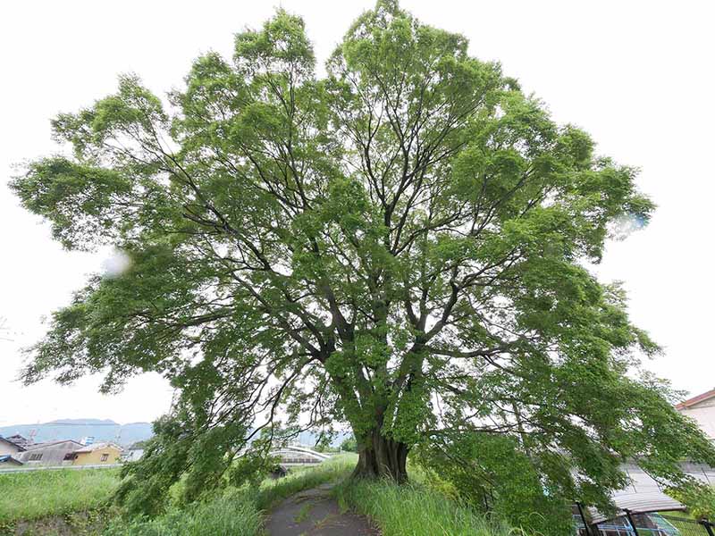 飛鳥川のエノキ