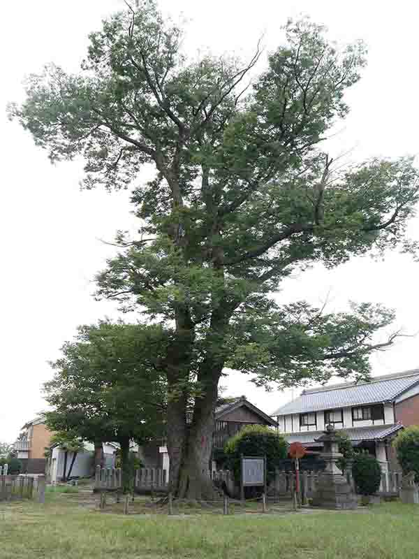 八坂神社のケヤキの巨樹