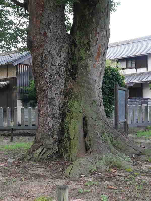 八坂神社のケヤキの巨樹