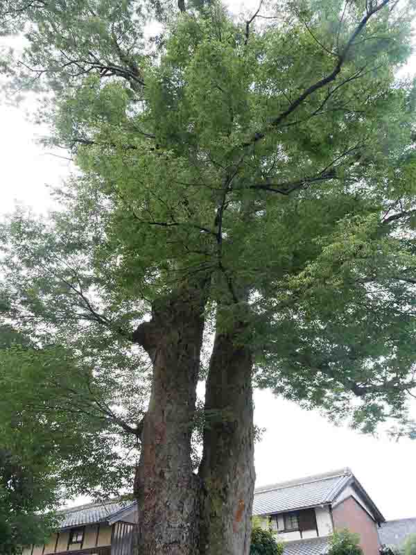 八坂神社のケヤキの巨樹