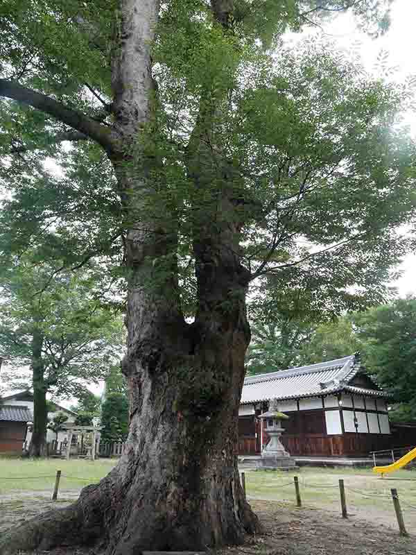 八坂神社のケヤキの巨樹