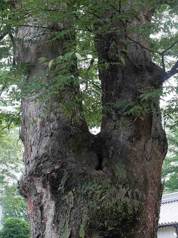 八坂神社のケヤキの巨樹