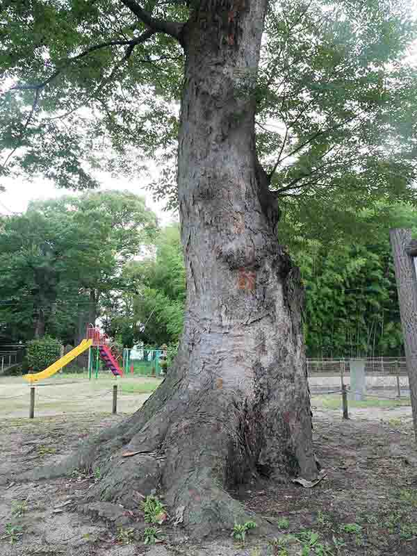 八坂神社のケヤキの巨樹