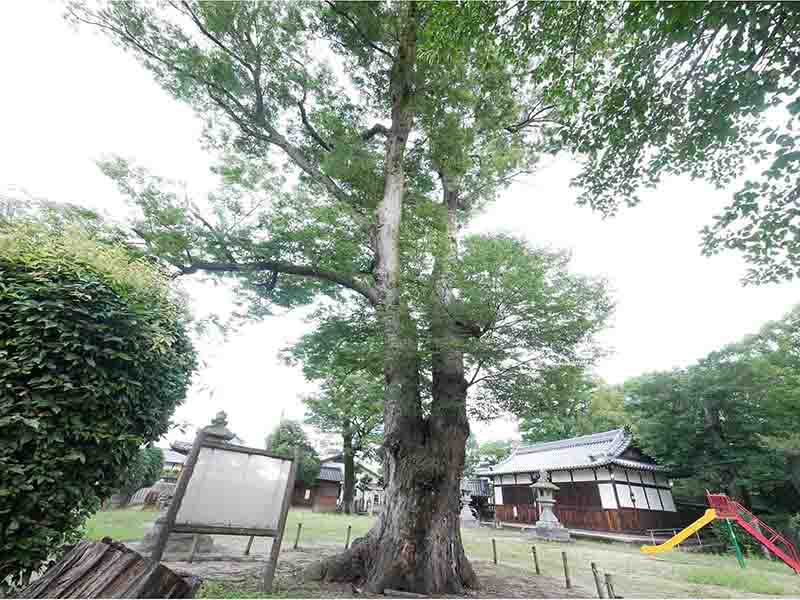 八坂神社のケヤキの巨樹