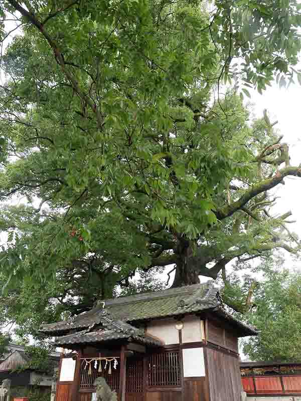 薬王寺の大樟