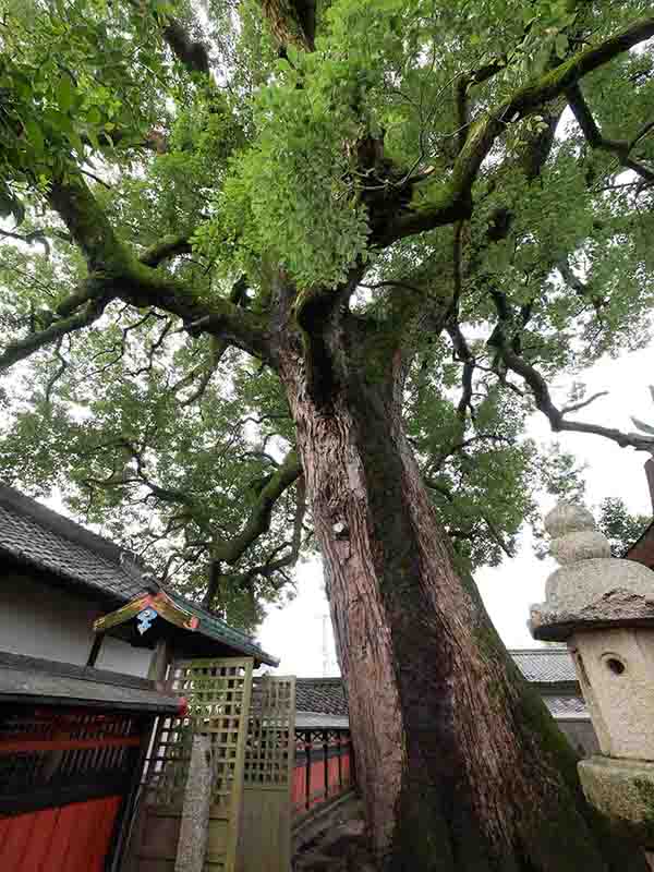 薬王寺の大樟