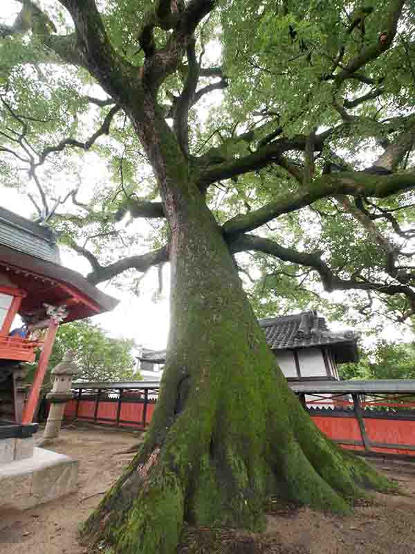 薬王寺の大樟