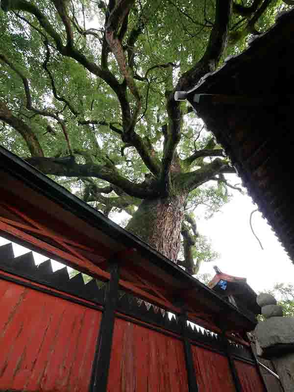 薬王寺の大樟