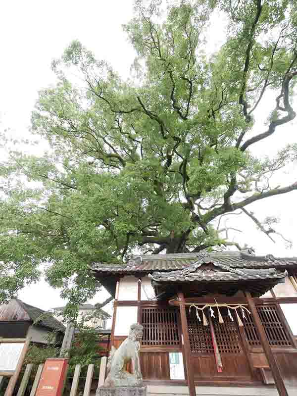 薬王寺の大樟