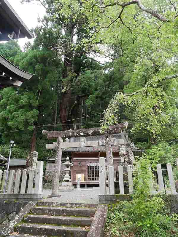 伊豆神社のスギ