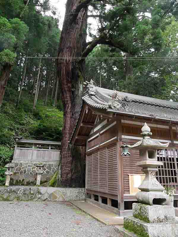 伊豆神社のスギ