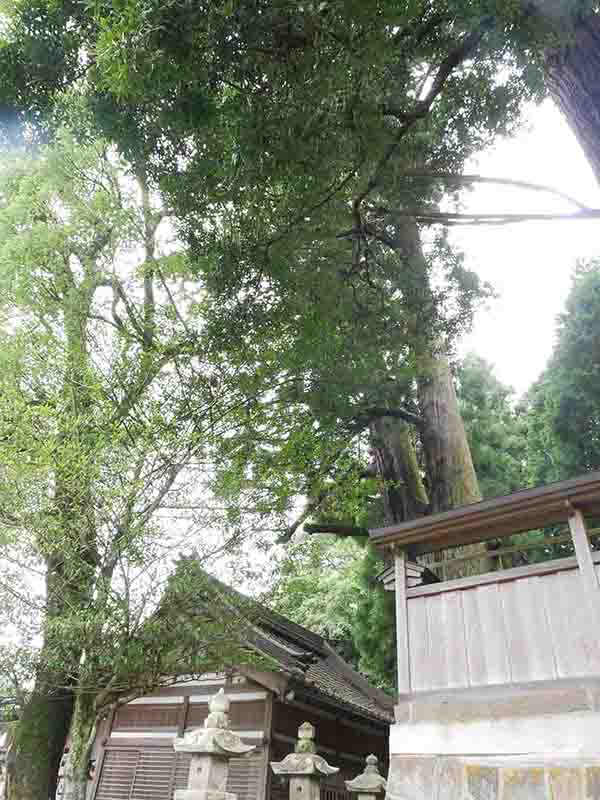 伊豆神社のスギ