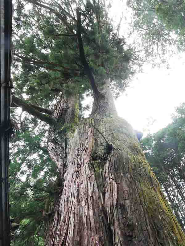 伊豆神社のスギ