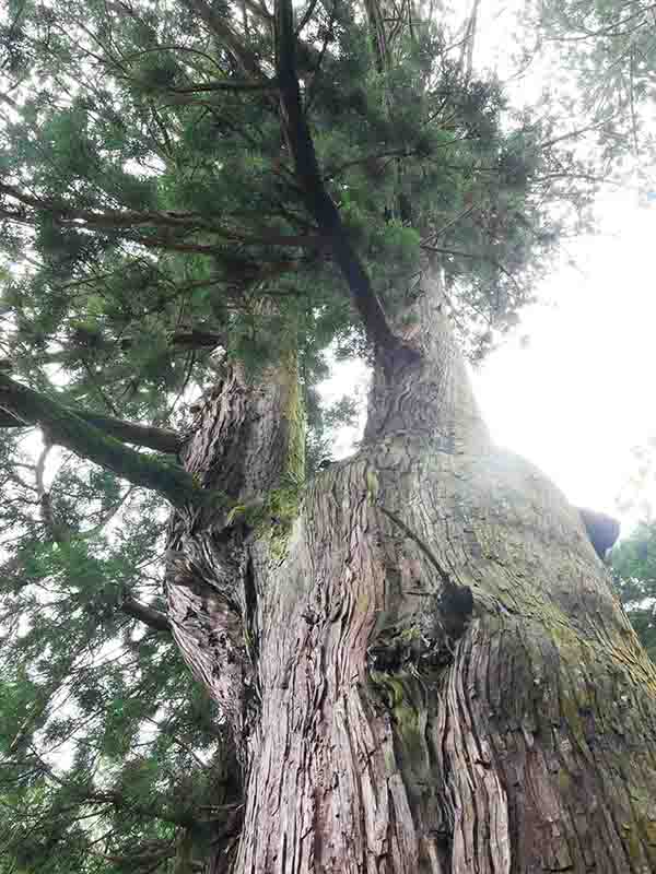 伊豆神社のスギ