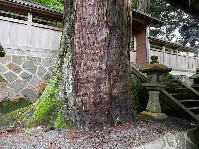 伊豆神社のスギ