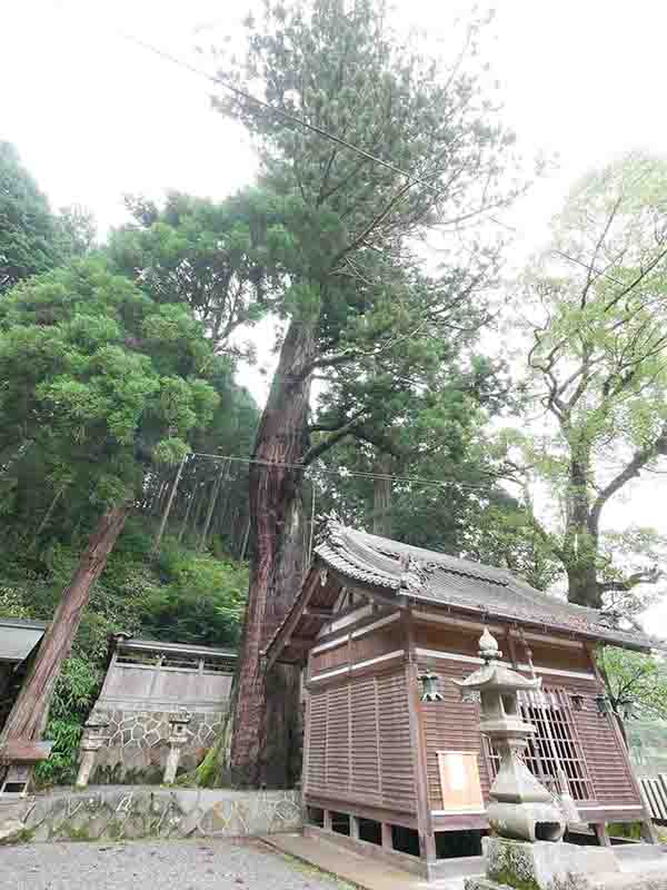 伊豆神社のスギ