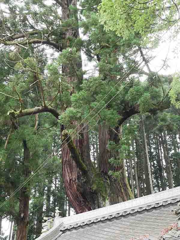 伊豆神社のスギ