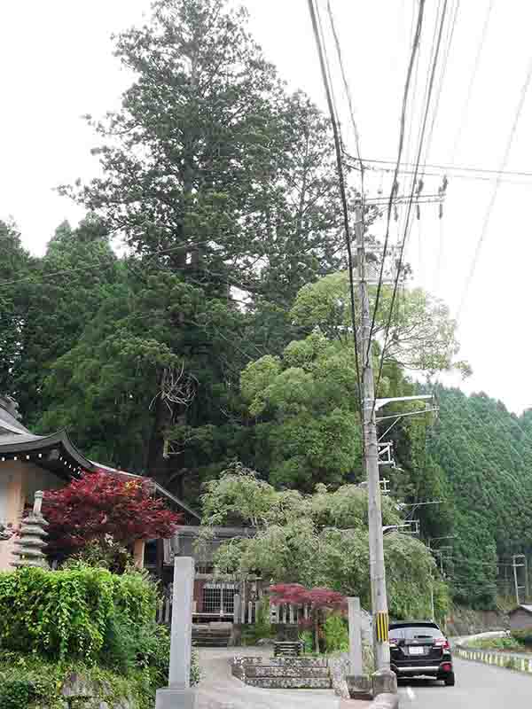 伊豆神社のスギ