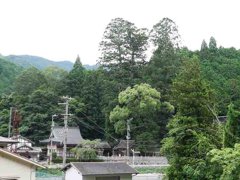 伊豆神社のスギ