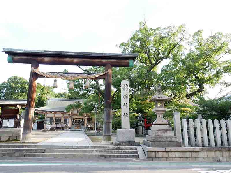 龍田神社のクス