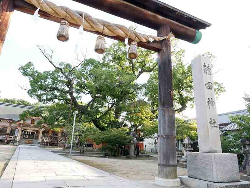 龍田神社のクス