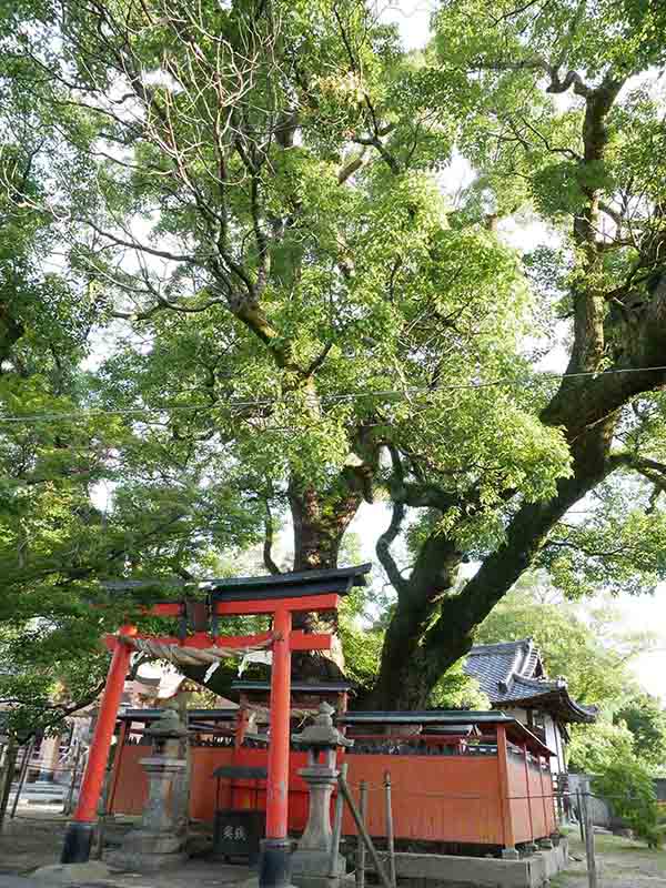 龍田神社のクス