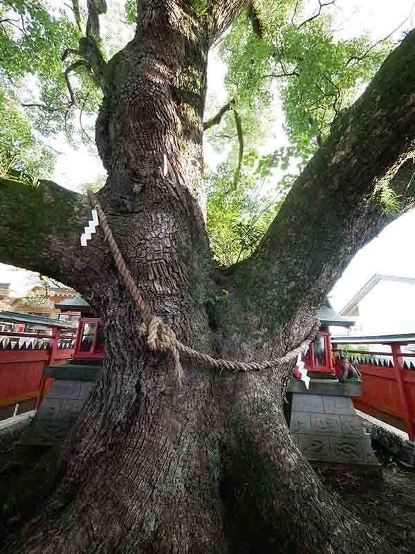 龍田神社のクス