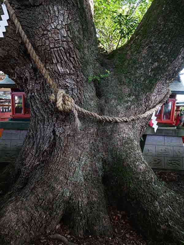 龍田神社のクス